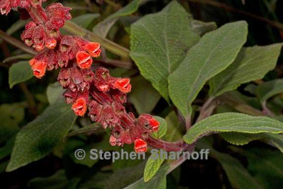 salvia confertiflora 2 graphic